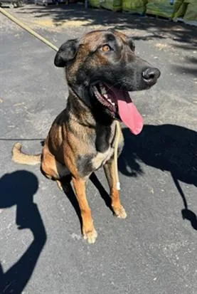 A young large-sized female Belgian Shepherd / Malinois dog named Goose for adoption in Van Nuys, CA