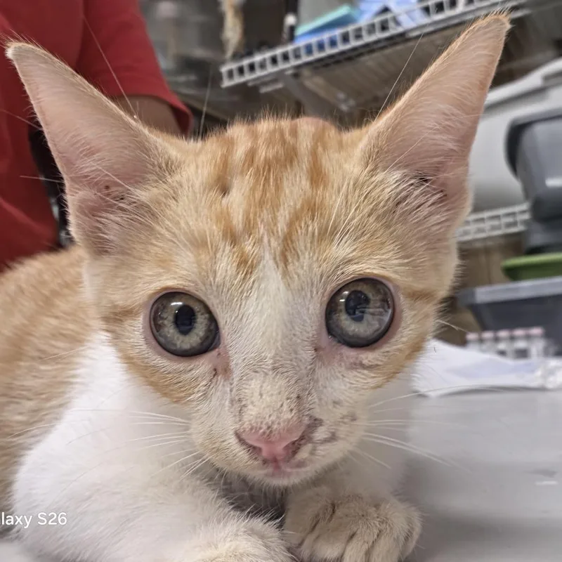 A baby small-sized male Orange / Red Domestic Short Hair cat named Mustang for adoption in Leander, TX