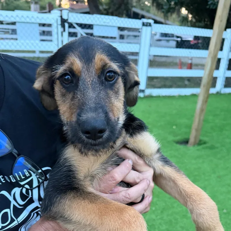 A baby medium-sized female Black German Shepherd Dog dog named Nassau for adoption in Sarasota, FL