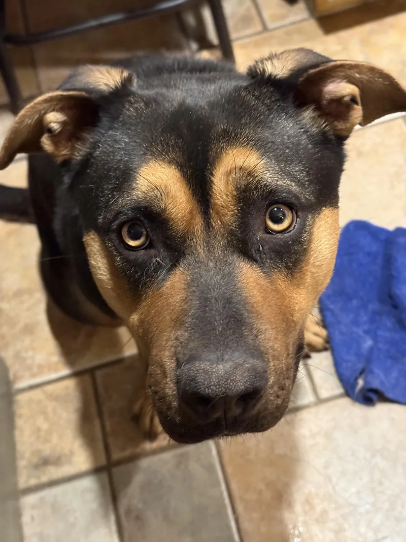 Bella Turnkey Year Old thumbnail 2