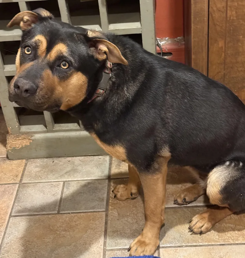 Bella Turnkey Year Old