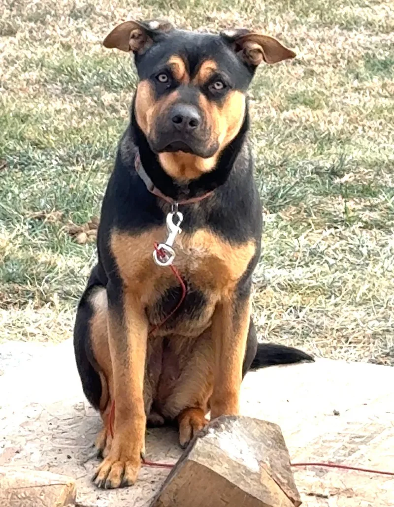 Bella Turnkey Year Old thumbnail 3