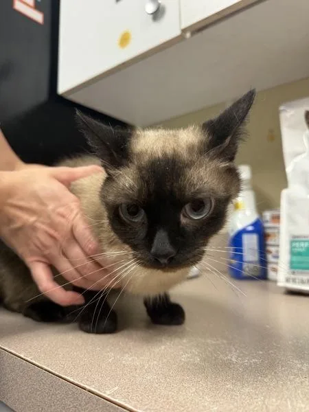 An adult small-sized male Siamese cat named Lincoln for adoption in Salisbury, MD