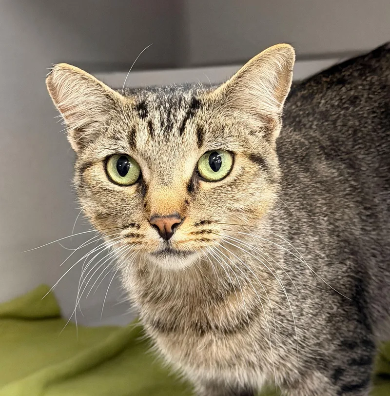 A young medium-sized female Domestic Short Hair cat named Toucan for adoption in Sacramento, CA