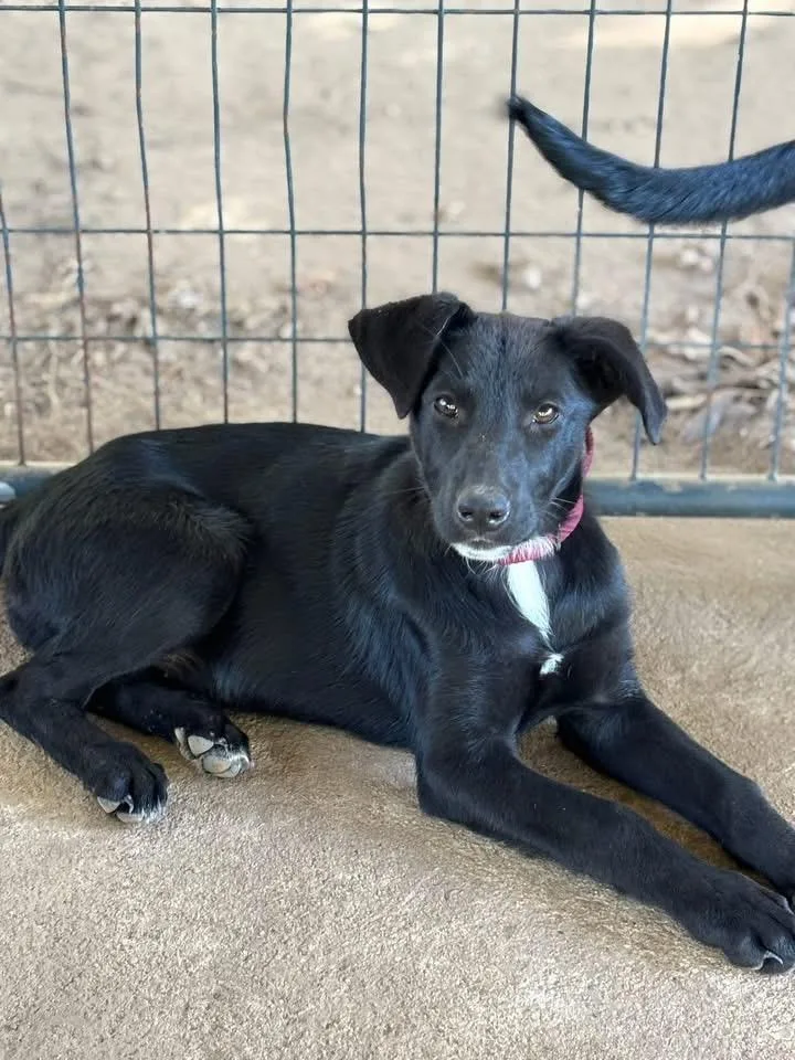 A baby medium-sized female Labrador Retriever dog named Fauna for adoption in Gilmer, TX
