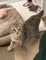 A young large-sized male Tabby (Brown / Chocolate) Domestic Short Hair cat named Bibbity for adoption in Eagle, CO