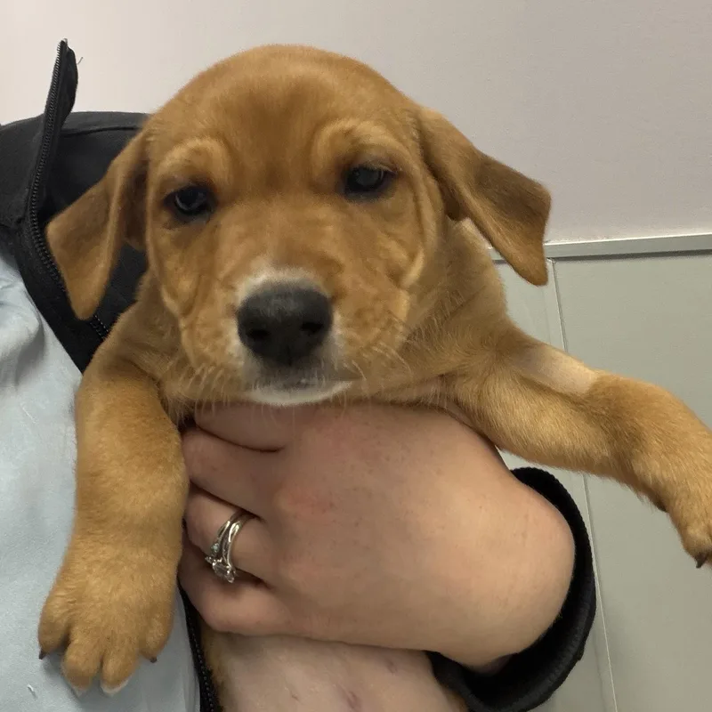 A baby medium-sized female Mixed Breed dog named Tribeca for adoption in Cooperstown, NY