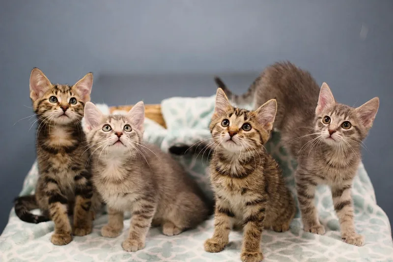 A baby small-sized male Domestic Short Hair cat named Coconut for adoption in Toledo, OH