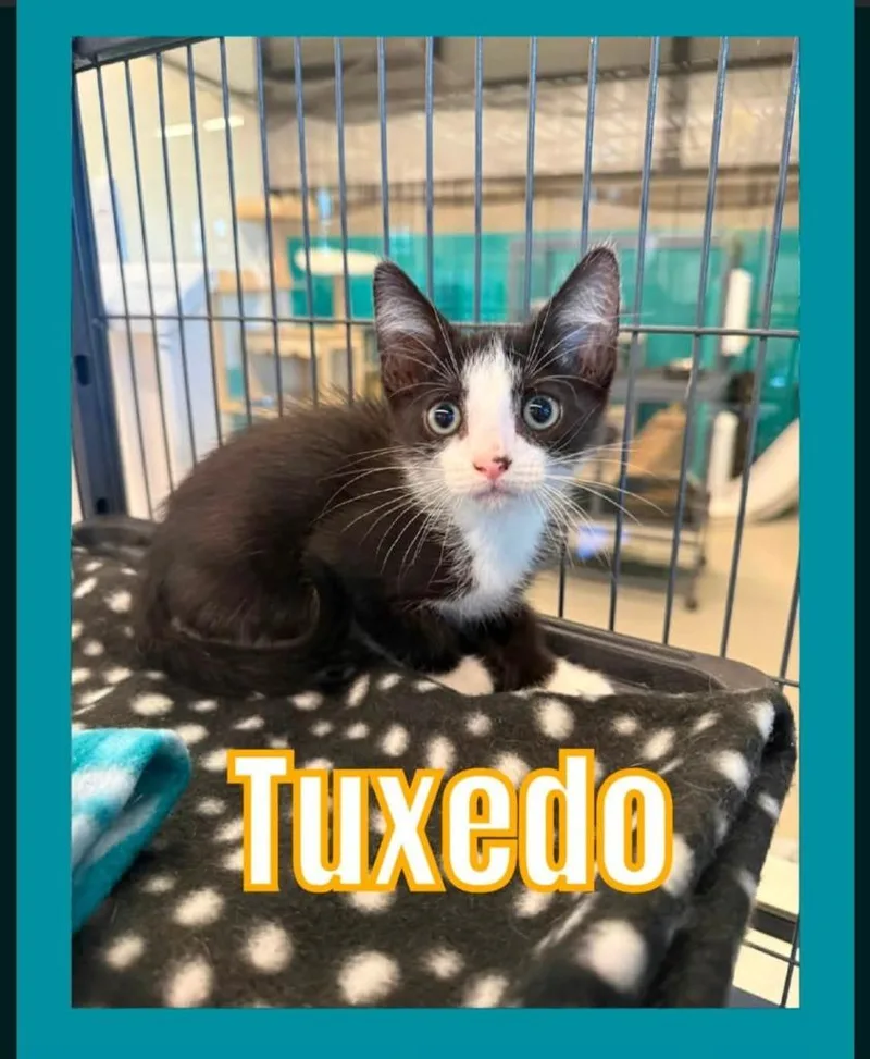 Tuxedo thumbnail 2