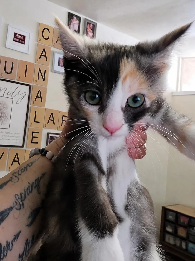 A baby medium-sized female Dilute Calico cat named Trinity for adoption in Fresno, CA