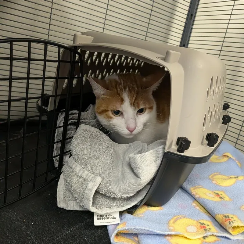 A young medium-sized female Orange / Red Domestic Short Hair cat named Falcon for adoption in Hannibal, MO