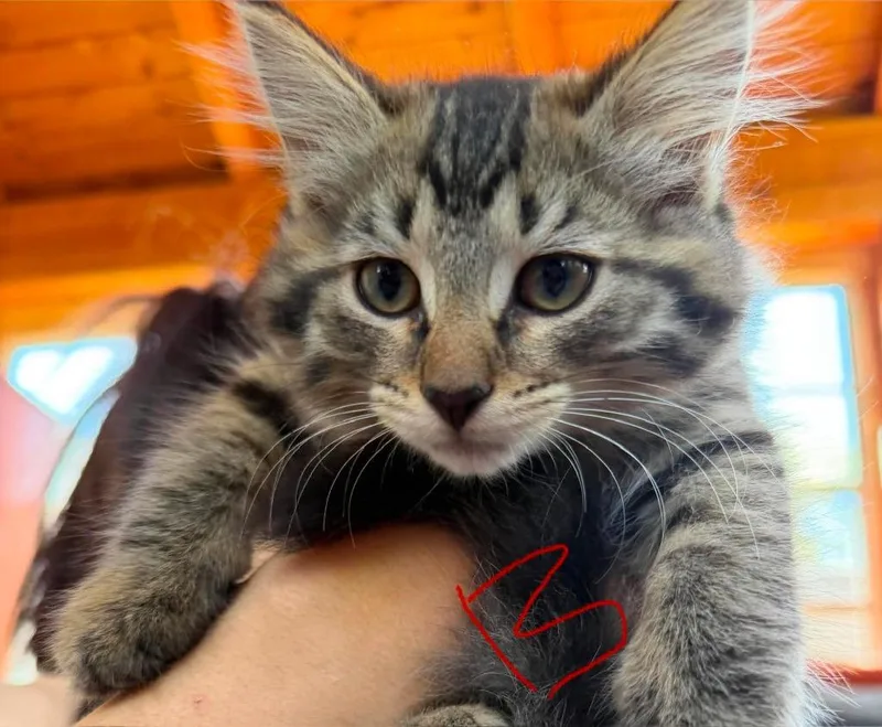 A baby medium-sized female Domestic Long Hair cat named Bella for adoption in Cloquet, MN