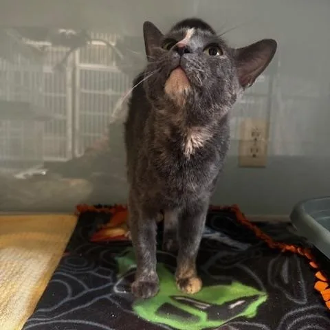An adult medium-sized female Dilute Tortoiseshell Domestic Short Hair cat named Crockpot for adoption in Hutchinson, MN