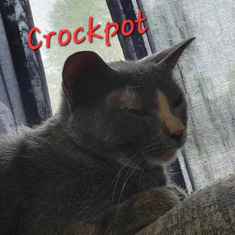Crockpot thumbnail 2