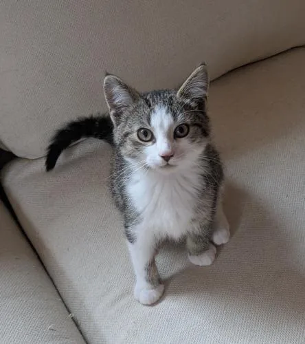 A baby small-sized male Domestic Short Hair cat named Danny for adoption in St. Johnsbury, VT