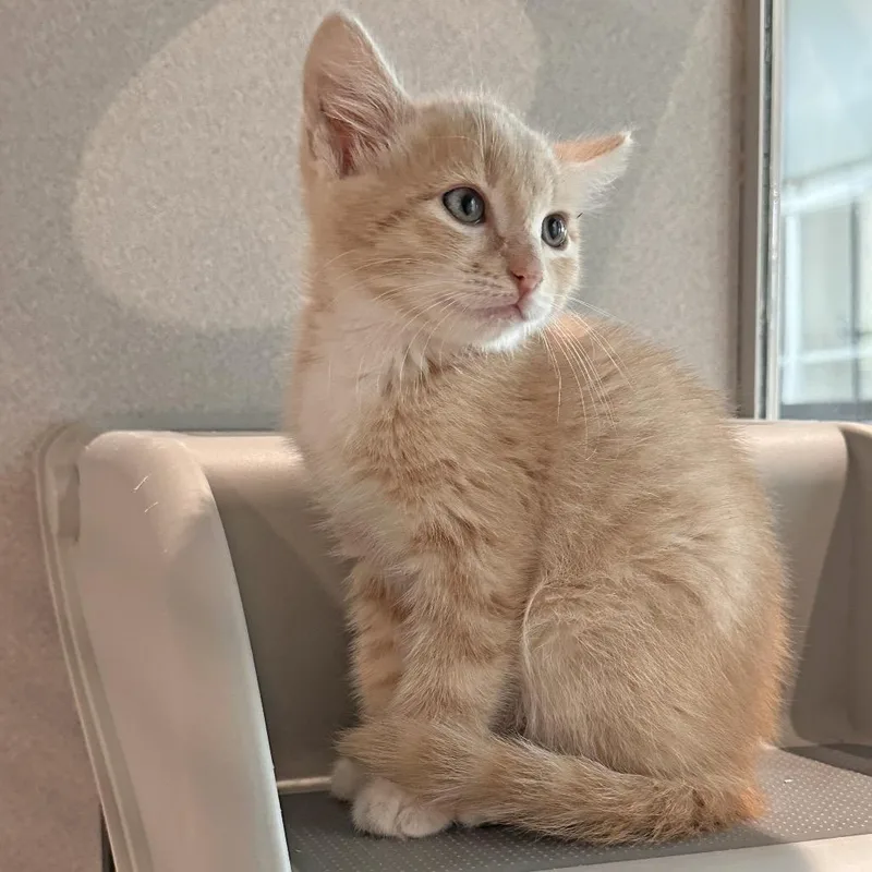 A baby small-sized male Buff / Tan / Fawn Domestic Medium Hair cat named Creamsicle for adoption in Hailey, ID