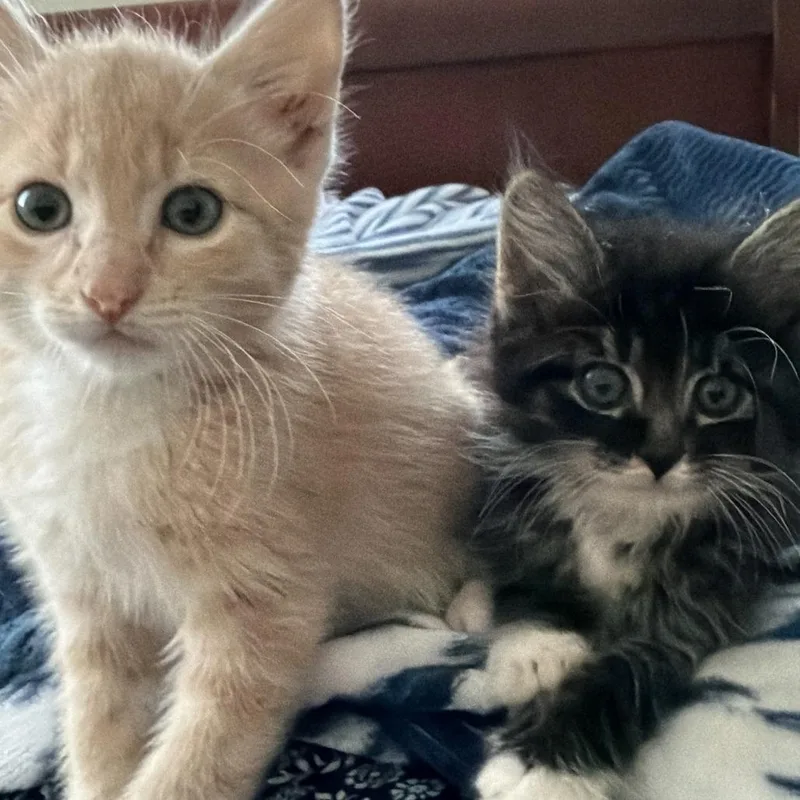 Creamsicle thumbnail 3