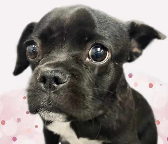 A young small-sized female Boston Terrier dog named Miss Buggy for adoption in Tucson, AZ