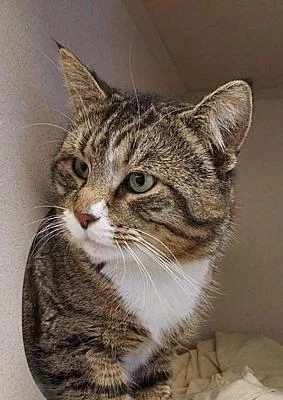 An adult large-sized male Domestic Short Hair cat named Jensen for adoption in Pottsville, PA