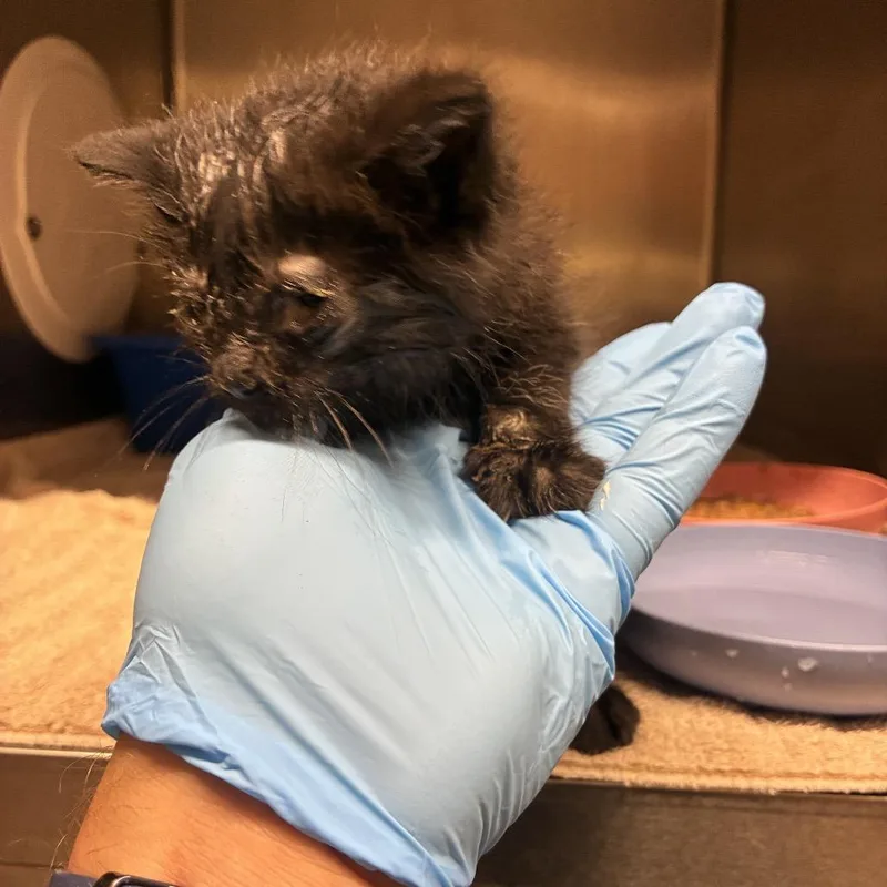 A baby small-sized female Black American Shorthair cat named Chicken for adoption in Danville, KY