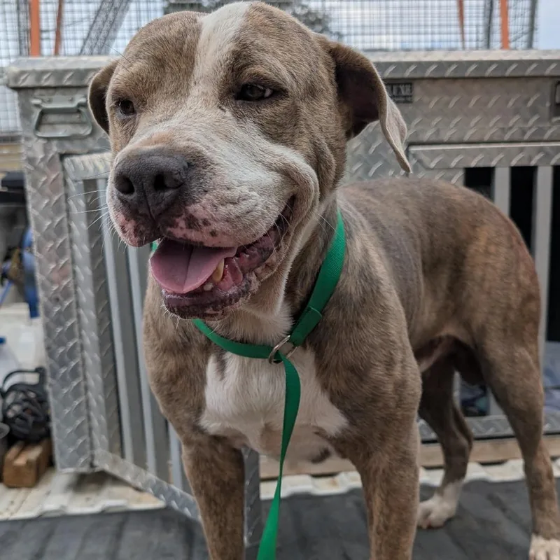 An adult medium-sized male American Staffordshire Terrier dog named Diesel for adoption in Buchanan Dam, TX