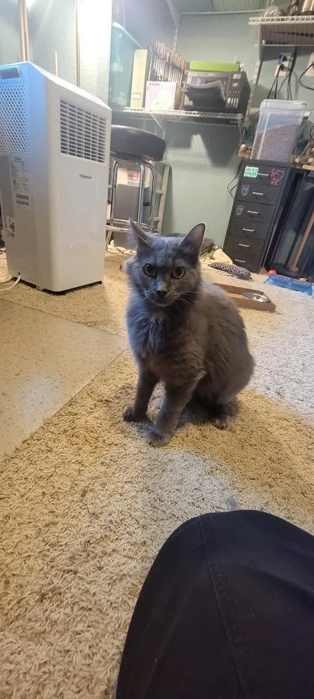 A young medium-sized female Gray / Blue / Silver Domestic Medium Hair cat named Audrey for adoption in Bellingham, WA