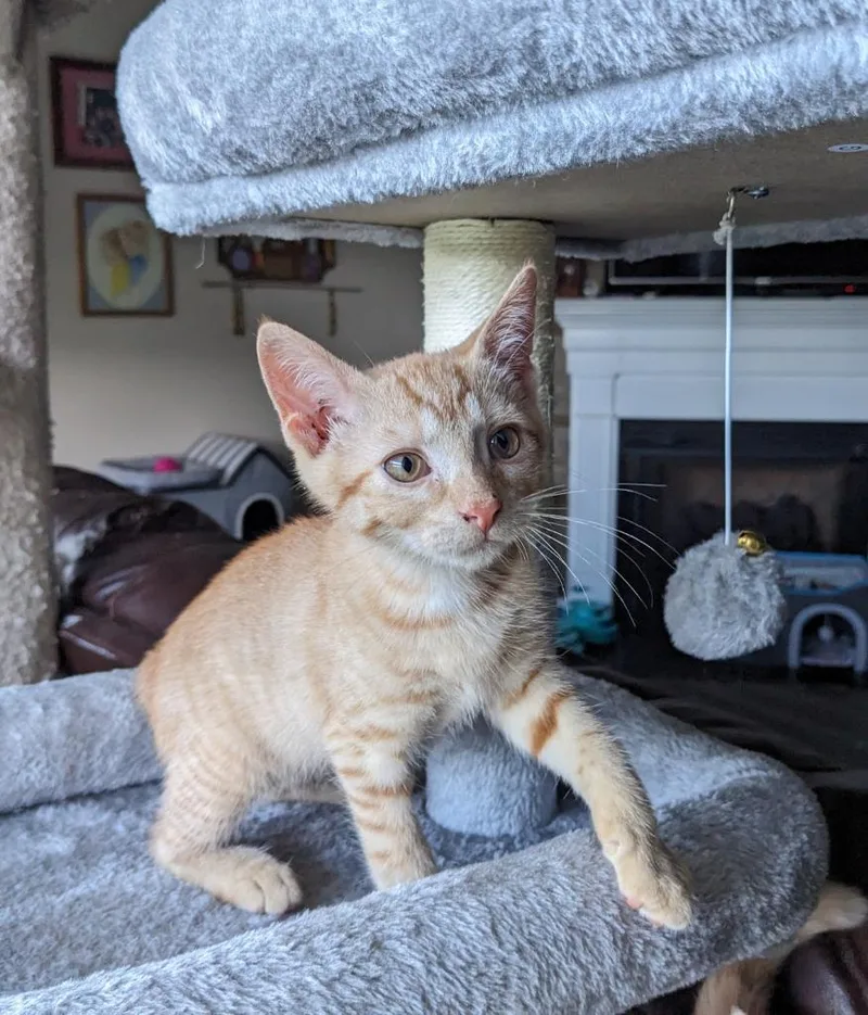 A baby medium-sized male Domestic Short Hair cat named Nasa for adoption in Youngsville, NC