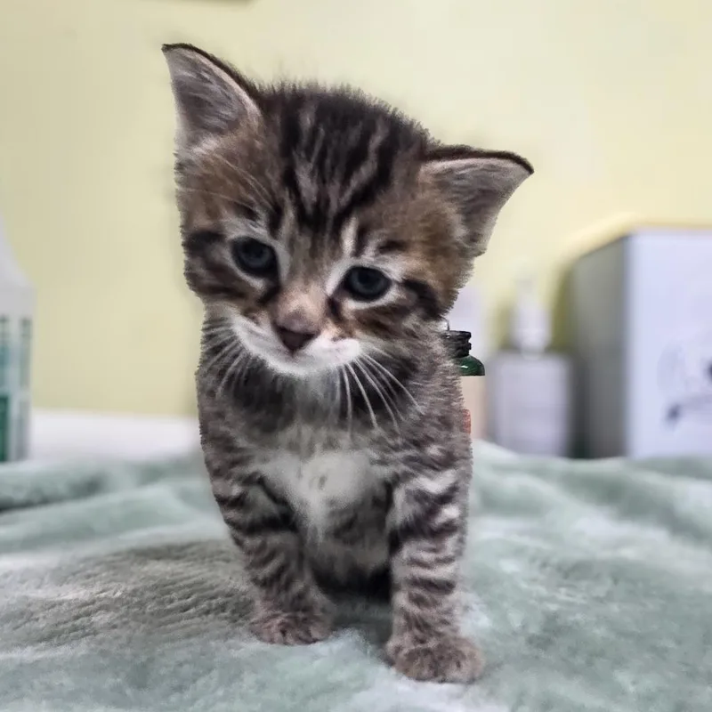 A baby small-sized male Gray / Blue / Silver Domestic Short Hair cat named Marlin for adoption in Newport, TN