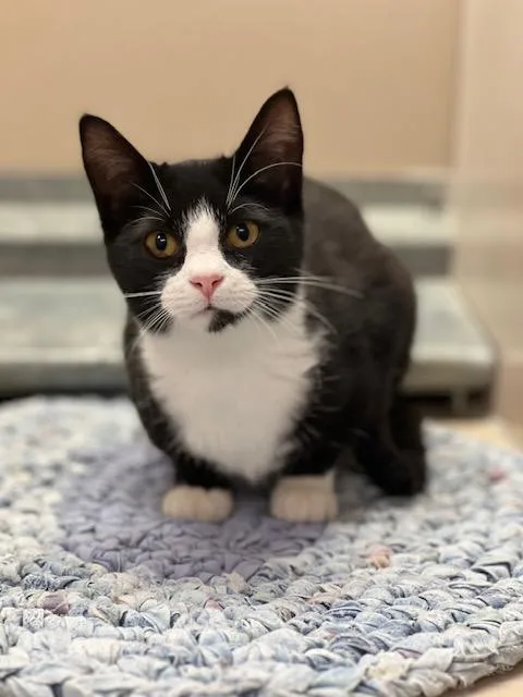 A young medium-sized female Domestic Short Hair cat named Charli for adoption in Elko, NV