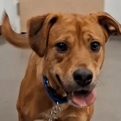 An adult medium-sized female Hound dog named Vivian for adoption in Voorhees, NJ
