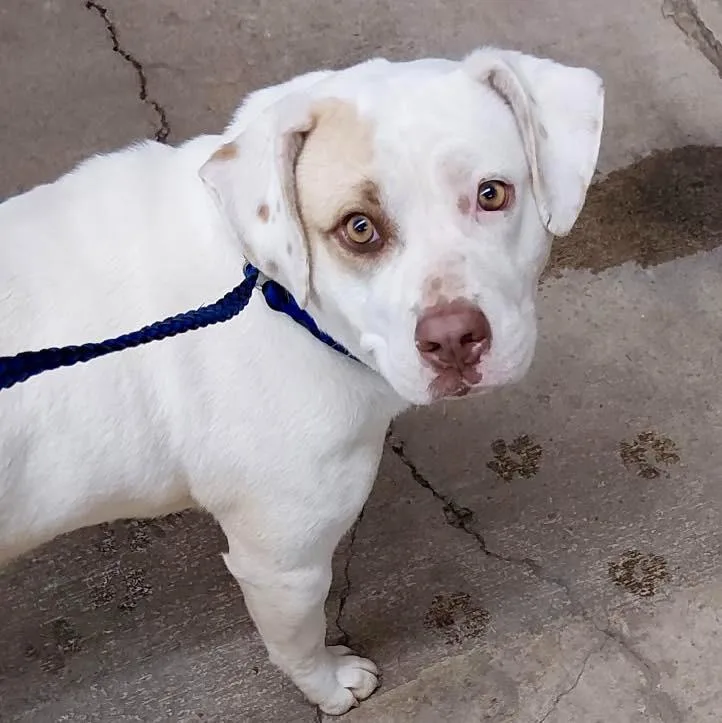 An adult medium-sized female Terrier dog named Adele  Ac  for adoption in Greeneville, TN