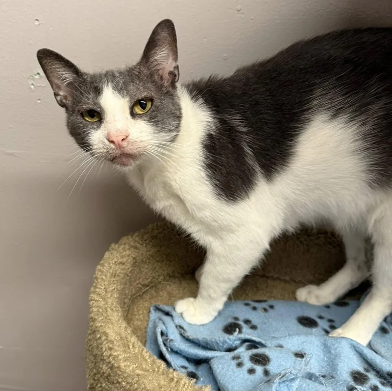 Mr. Smee thumbnail 3