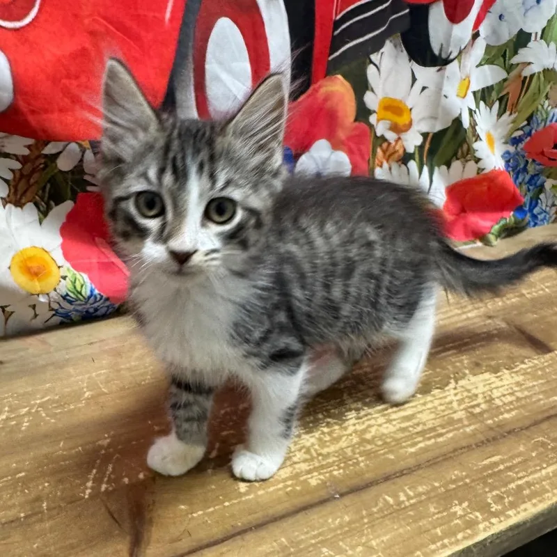 A baby small-sized male Gray / Blue / Silver Domestic Short Hair cat named Harvey for adoption in Normal, IL