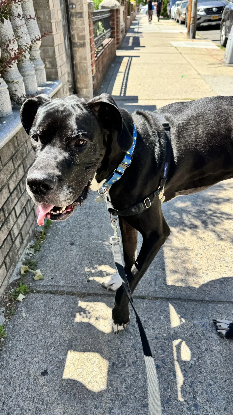 A young extra large-sized male Great Dane dog named Baymax for adoption in Pine Beach, NJ