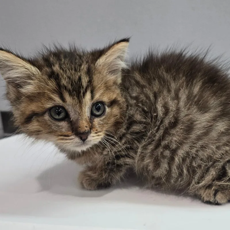 A baby small-sized female Brown / Chocolate Domestic Medium Hair cat named Beatrix for adoption in Fairmont, WV