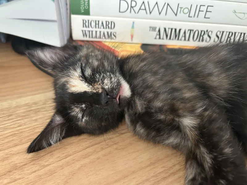 A baby small-sized female Tortoiseshell cat named Petunia for adoption in Burbank, CA