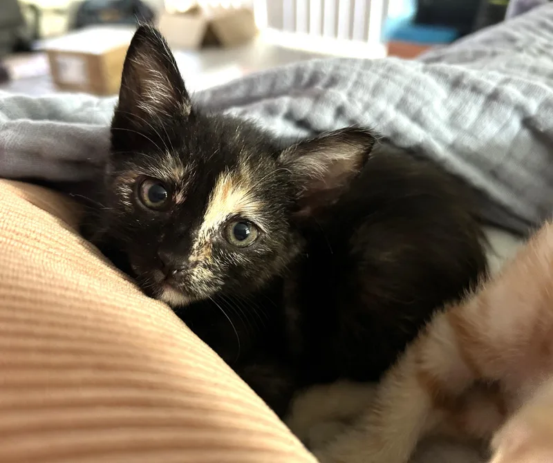 Petunia thumbnail 5