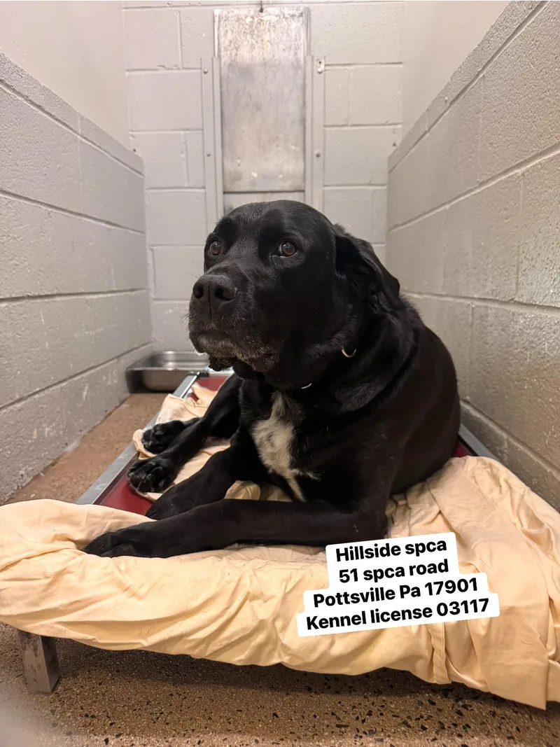 An adult extra large-sized male Black Labrador Retriever dog named Grouper for adoption in Pottsville, PA