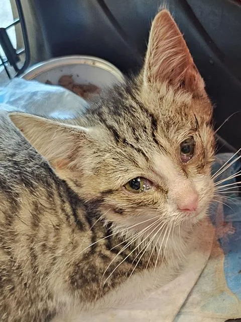 A baby medium-sized female Brown / Chocolate Domestic Short Hair cat named Jericha for adoption in Clyde, NC