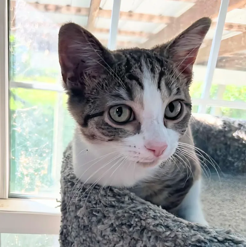 A baby medium-sized female Tabby (Orange / Red) Domestic Short Hair cat named Gingham for adoption in Fairborn, OH