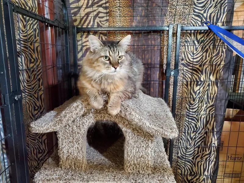An adult medium-sized male Domestic Long Hair cat named Jefferson for adoption in Cincinnati, OH