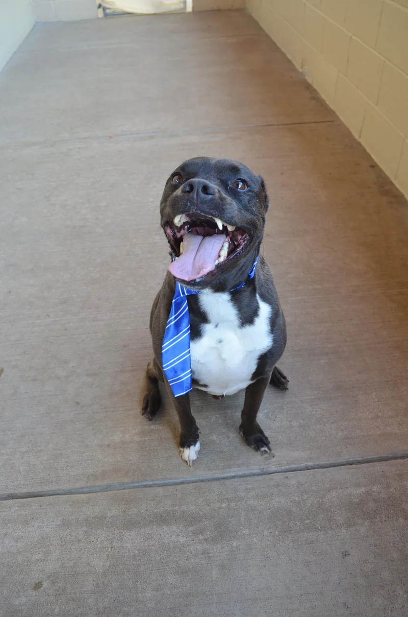 An adult large-sized male Pit Bull Terrier dog named Gustavo for adoption in McKinney, TX