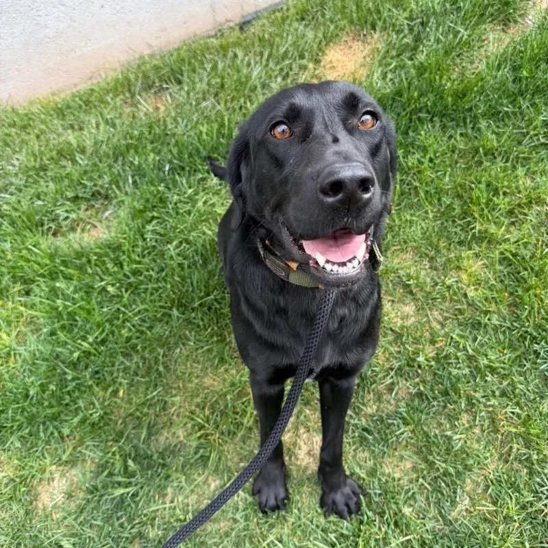 An adult large-sized female Black Labrador Retriever dog named Pepper for adoption in Medford, NJ