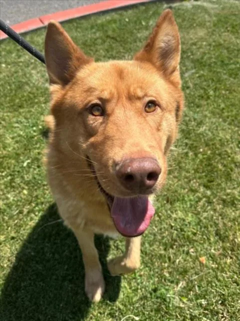 An adult large-sized male German Shepherd Dog dog named Oso for adoption in Woodland, CA
