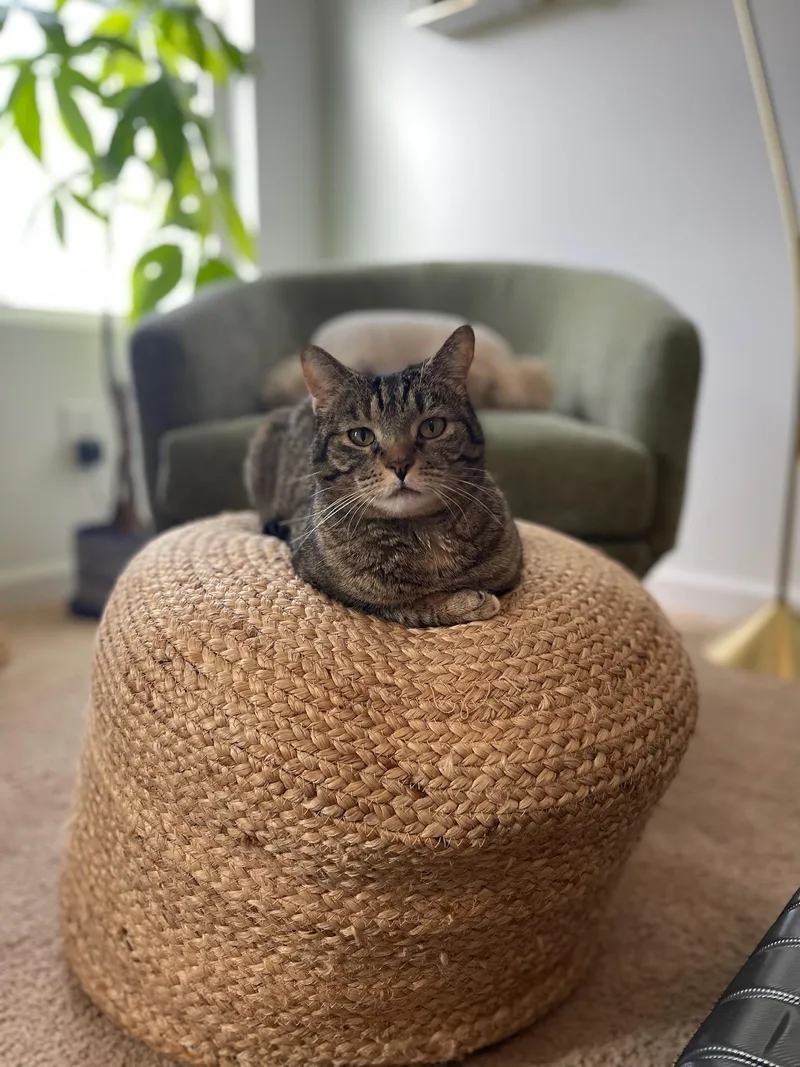 A senior medium-sized female Tabby (Brown / Chocolate) Domestic Short Hair cat named Sweetie for adoption in Mount Juliet, TN
