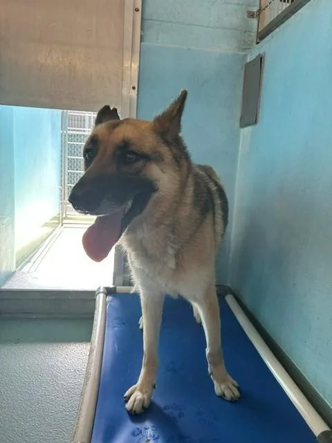 An adult large-sized male German Shepherd Dog dog named Axel for adoption in Baldwin Park, CA