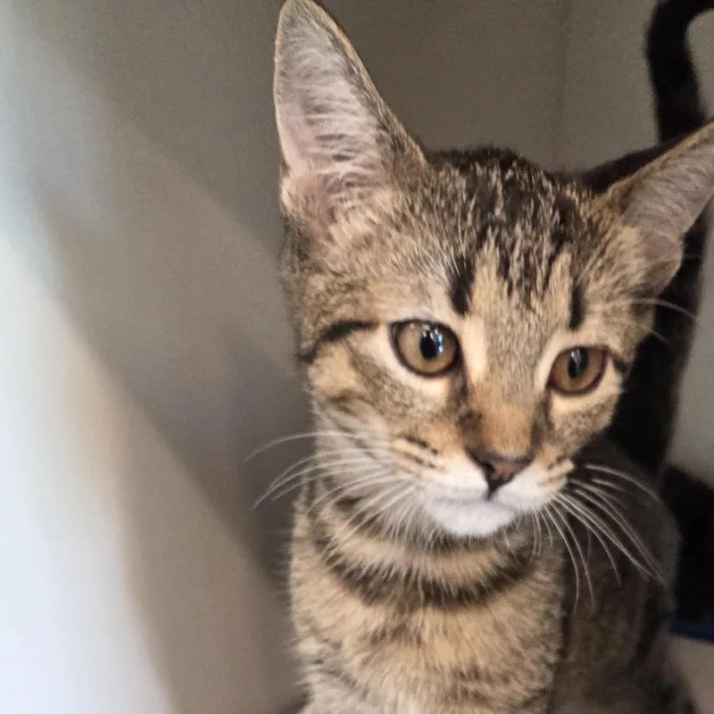 A baby small-sized female Brown / Chocolate Domestic Short Hair cat named Mallory for adoption in Voorhees, NJ