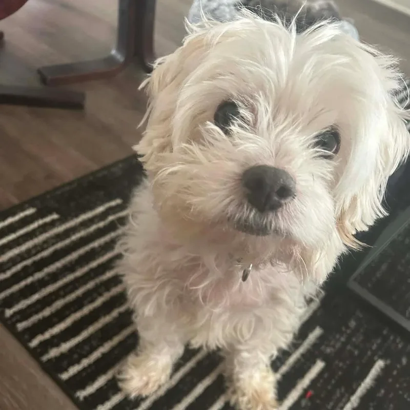 Prince Frito Feet thumbnail 2