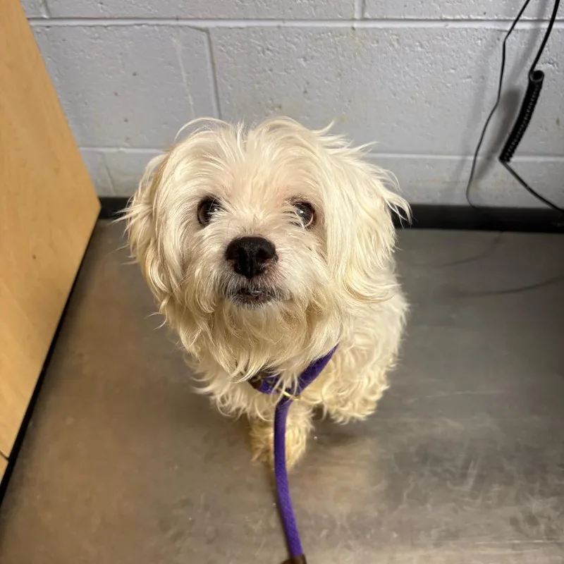 Prince Frito Feet thumbnail 3