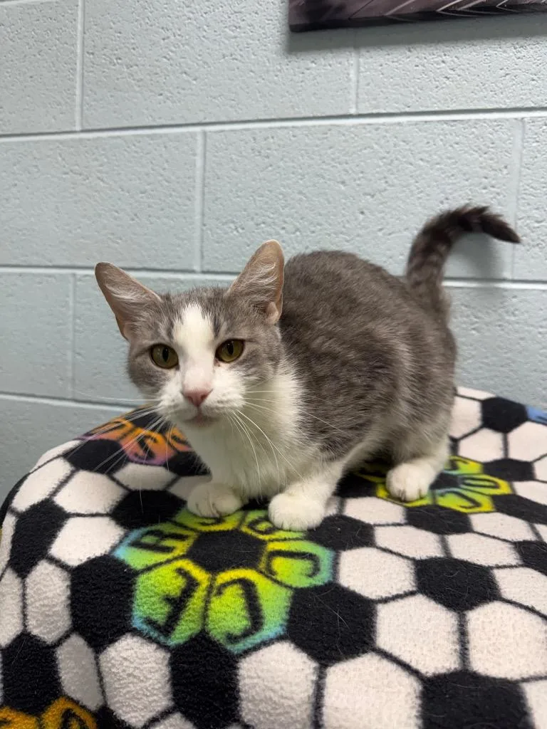 A young medium-sized female Domestic Short Hair cat named Apple for adoption in Johnson City, TN
